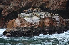 1146-Isole Ballestas,19 luglio 2013